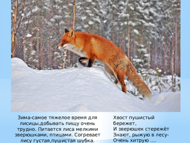 Хвост пушистый бережет, И зверюшек стережёт Знают, рыжую в лесу- Очень хитрую ….    (Лису). Зима-самое тяжелое время для лисицы,добывать пищу очень трудно. Питается лиса мелкими зверюшками, птицами. Согревает лису густая,пушистая шубка. 