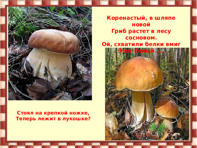 Коренастый, в шляпе новой Гриб растет в лесу сосновом. Ой, схватили белки вмиг Этот белый….. Стоял на крепкой ножке, Теперь лежит в лукошке? 