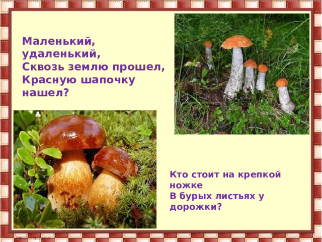 Маленький, удаленький, Сквозь землю прошел, Красную шапочку нашел? Кто стоит на крепкой ножке В бурых листьях у дорожки? 