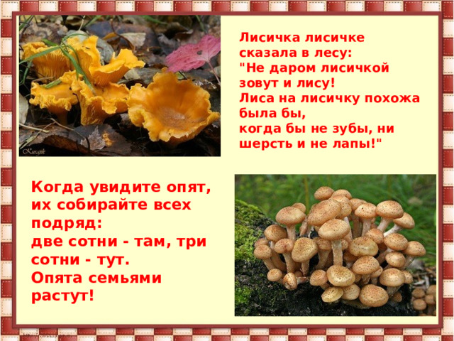 Лисичка лисичке сказала в лесу:  