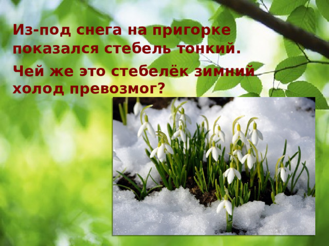 Из-под снега на пригорке показался стебель тонкий. Чей же это стебелёк зимний холод превозмог? 
