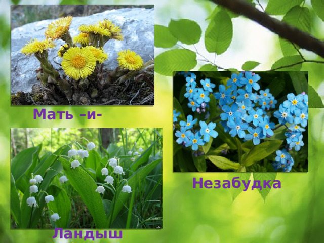 Мать –и-мачеха Незабудка Ландыш 