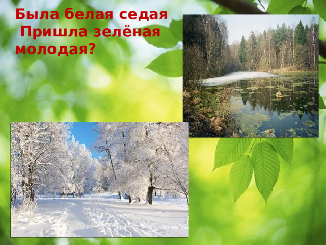 Была белая седая  Пришла зелёная молодая?    