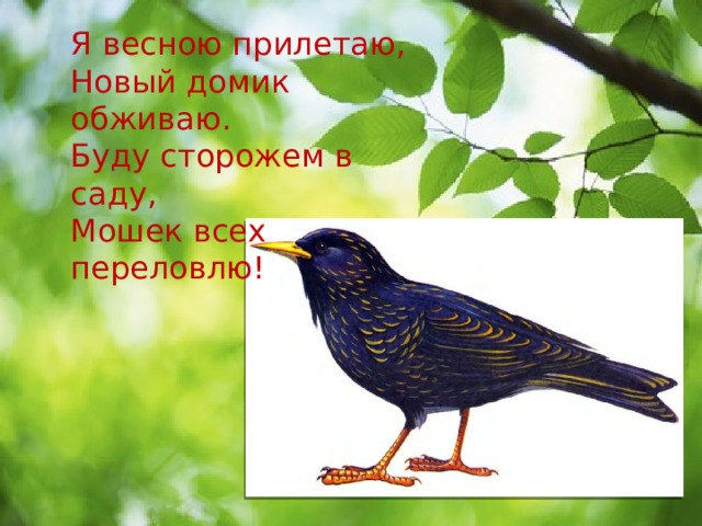 Я весною прилетаю, Новый домик обживаю. Буду сторожем в саду, Мошек всех переловлю! 