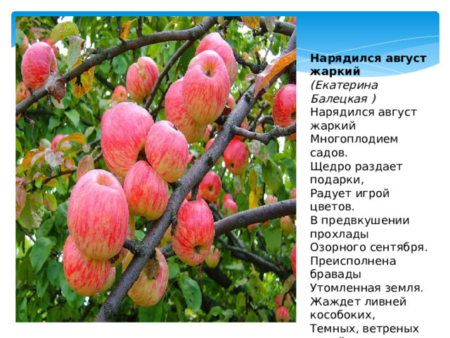Нарядился август жаркий  (Екатерина Балецкая ) Нарядился август жаркий  Многоплодием садов.  Щедро раздает подарки,  Радует игрой цветов. В предвкушении прохлады  Озорного сентября.  Преисполнена бравады  Утомленная земля. Жаждет ливней кособоких,  Темных, ветреных ночей  И сентябрьских недалеких,  Угасающих лучей. 