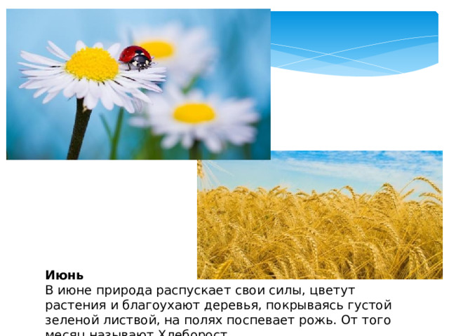 Июнь  В июне природа распускает свои силы, цветут растения и благоухают деревья, покрываясь густой зеленой листвой, на полях поспевает рожь. От того месяц называют Хлеборост . 