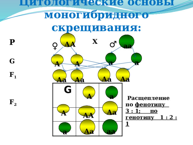 Цитологические основы моногибридного скрещивания:  АА  аа X P ♂ ♀ а а А А G Аа Аа Аа F 1 Аа  G а А  Расщепление по фенотипу 3 : 1; по генотипу 1 : 2 : 1 F 2 Аа А АА аа Аа а 
