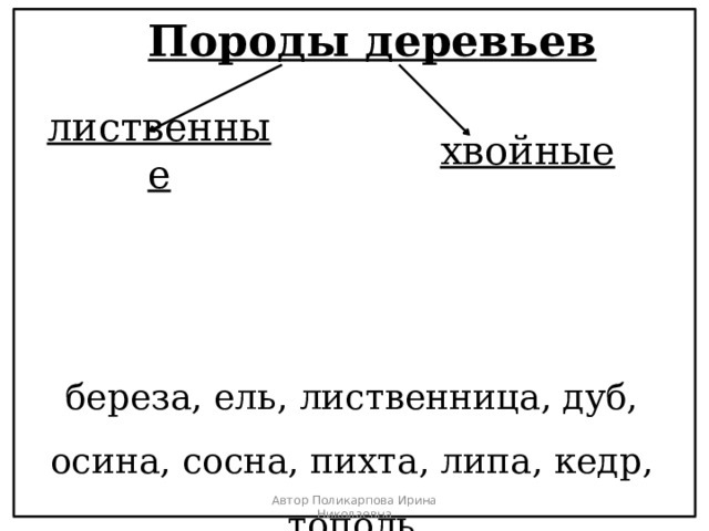 Породы деревьев лиственные хвойные береза, ель, лиственница, дуб, осина, сосна, пихта, липа, кедр, тополь Автор Поликарпова Ирина Николаевна 