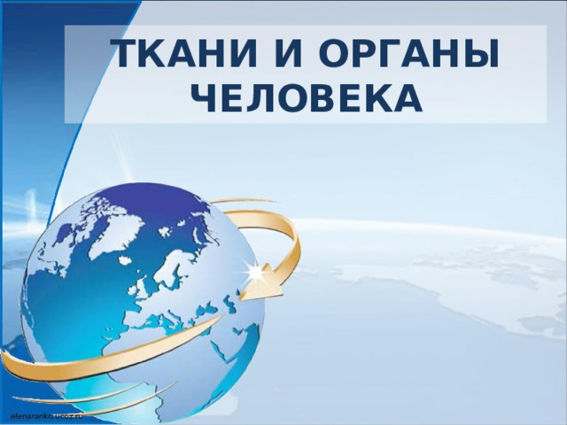 ТКАНИ И ОРГАНЫ  ЧЕЛОВЕКА 