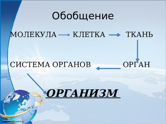 Обобщение МОЛЕКУЛА КЛЕТКА ТКАНЬ СИСТЕМА ОРГАНОВ ОРГАН ОРГАНИЗМ 