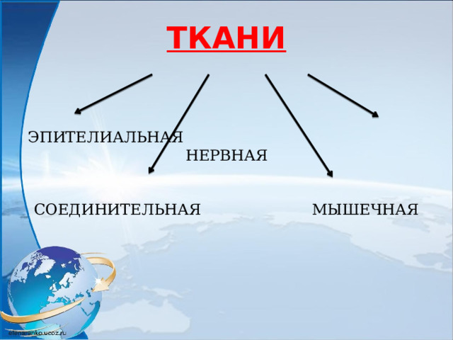 ТКАНИ    ЭПИТЕЛИАЛЬНАЯ НЕРВНАЯ   СОЕДИНИТЕЛЬНАЯ МЫШЕЧНАЯ   