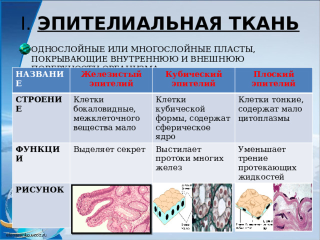 I. ЭПИТЕЛИАЛЬНАЯ ТКАНЬ ОДНОСЛОЙНЫЕ ИЛИ МНОГОСЛОЙНЫЕ ПЛАСТЫ, ПОКРЫВАЮЩИЕ ВНУТРЕННЮЮ И ВНЕШНЮЮ ПОВЕРХНОСТИ ОРГАНИЗМА НАЗВАНИЕ Железистый эпителий СТРОЕНИЕ Клетки бокаловидные, межклеточного вещества мало ФУНКЦИИ Кубический эпителий РИСУНОК Выделяет секрет Клетки кубической формы, содержат сферическое ядро Плоский эпителий Клетки тонкие, содержат мало цитоплазмы Выстилает протоки многих желез Уменьшает трение протекающих жидкостей 