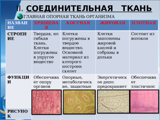 II. СОЕДИНИТЕЛЬНАЯ ТКАНЬ ГЛАВНАЯ ОПОРНАЯ ТКАНЬ ОРГАНИЗМА НАЗВАНИЕ ХРЯЩЕВАЯ СТРОЕНИЕ КОСТНАЯ Твердая, но гибкая ткань. Клетки погружены в упругое вещество ФУНКЦИИ Обеспечивает опору органов ЖИРОВАЯ РИСУНОК Клетки погружены в твердое вещество. Основной материал из которого построен скелет Опорные, метаболические, защитные Клетки заполнены жировой каплей и собраны в дольки ПЛОТНАЯ Состоит из волокон Энергетическое депо: предохраняет органы от ударов, сохраняет тепло Обеспечивает эластичность, гибкость, прочность 