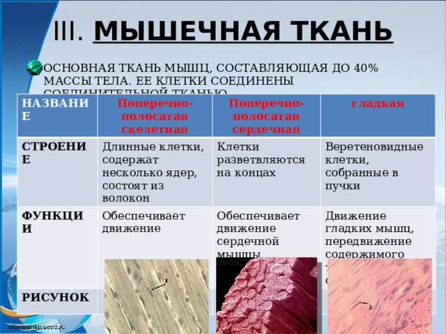III. МЫШЕЧНАЯ ТКАНЬ ОСНОВНАЯ ТКАНЬ МЫШЦ, СОСТАВЛЯЮЩАЯ ДО 40% МАССЫ ТЕЛА. ЕЕ КЛЕТКИ СОЕДИНЕНЫ СОЕДИНИТЕЛЬНОЙ ТКАНЬЮ. НАЗВАНИЕ Поперечно-полосатая скелетная СТРОЕНИЕ Длинные клетки, содержат несколько ядер, состоят из волокон ФУНКЦИИ Поперечно-полосатая сердечная РИСУНОК Обеспечивает движение Клетки разветвляются на концах гладкая Веретеновидные клетки, собранные в пучки Обеспечивает движение сердечной мышцы Движение гладких мышц, передвижение содержимого трубчатых органов 