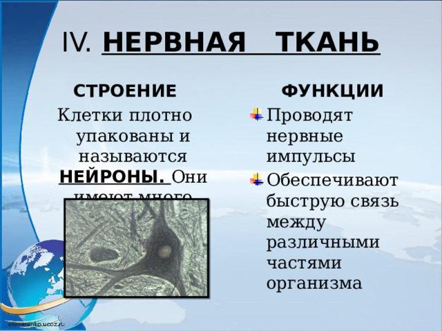IV. НЕРВНАЯ ТКАНЬ СТРОЕНИЕ ФУНКЦИИ Клетки плотно упакованы и называются НЕЙРОНЫ. Они имеют много отростков. Проводят нервные импульсы Обеспечивают быструю связь между различными частями организма  
