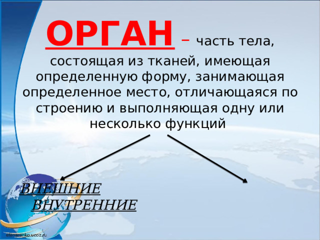 ОРГАН –  часть тела, состоящая из тканей, имеющая определенную форму, занимающая определенное место, отличающаяся по строению и выполняющая одну или несколько функций ВНЕШНИЕ  ВНУТРЕННИЕ 