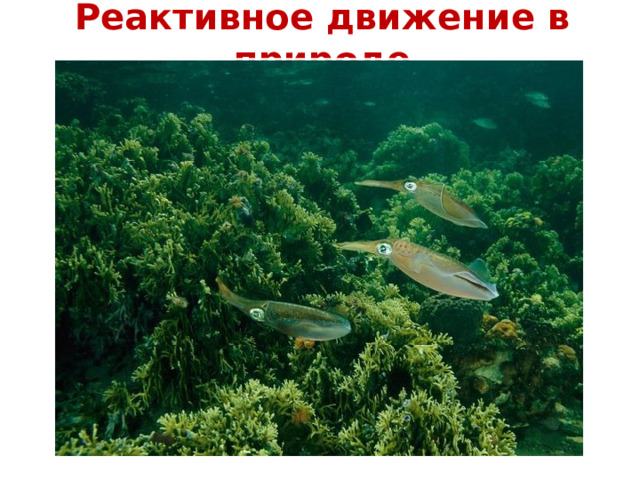 Реактивное движение в природе 