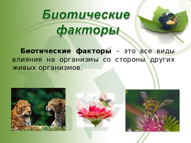  Биотические факторы – это все виды влияния на организмы со стороны других живых организмов. 