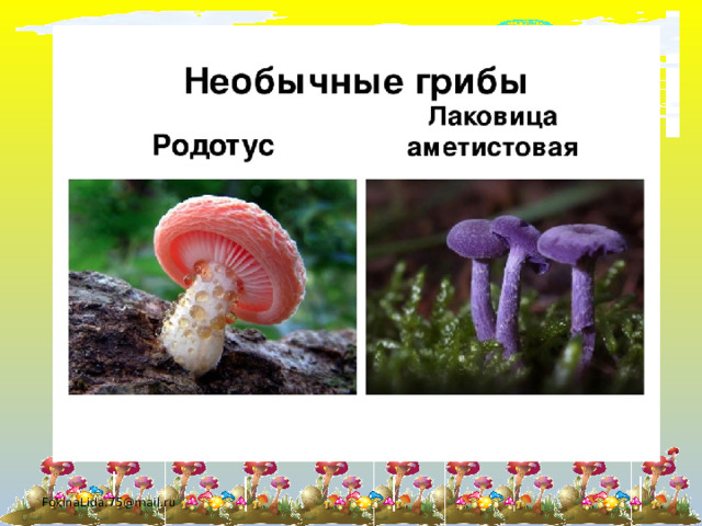 FokinaLida.75@mail.ru 
