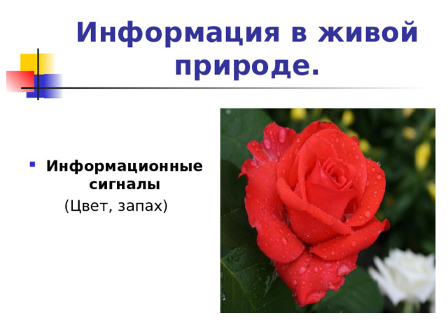 Информация в живой природе. Информационные сигналы (Цвет, запах) 