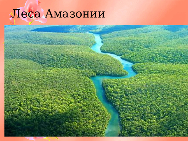 Леса Амазонии 