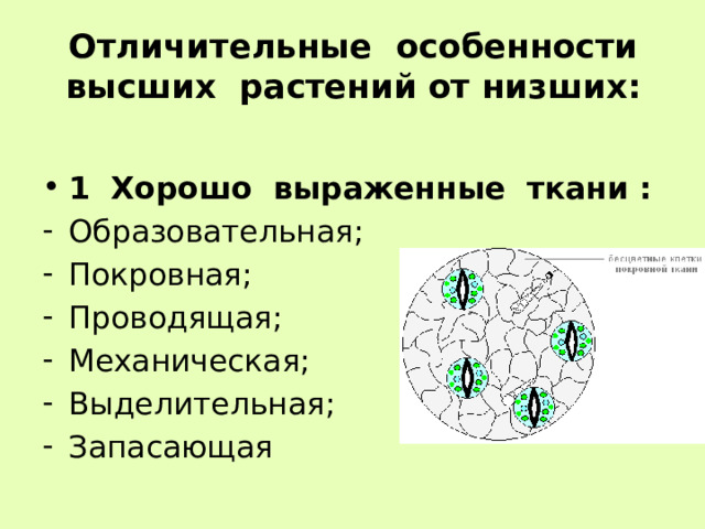 Отличительные особенности высших растений от низших: 1 Хорошо выраженные ткани : Образовательная; Покровная; Проводящая; Механическая; Выделительная; Запасающая 