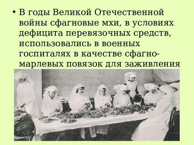 В годы Великой Отечественной войны сфагновые мхи, в условиях дефицита перевязочных средств, использовались в военных госпиталях в качестве сфагно-марлевых повязок для заживления ран, особенно гнойных.  