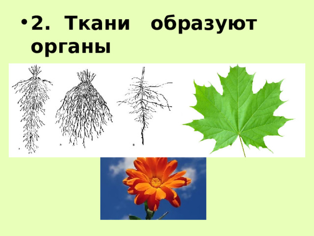 2. Ткани образуют органы 