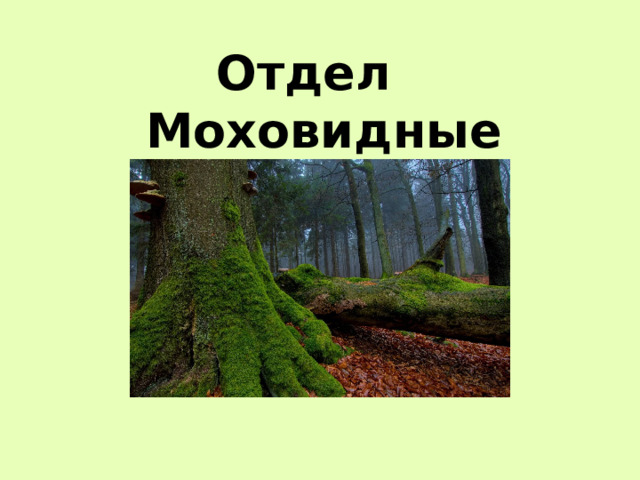 Отдел Моховидные 