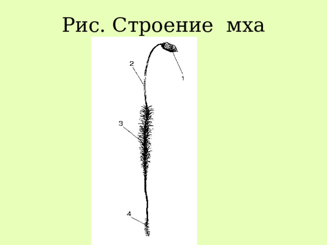 Рис. Строение мха 