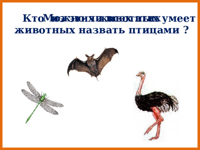 Можно ли всех этих животных назвать птицами ? Кто из этих животных умеет летать ? 