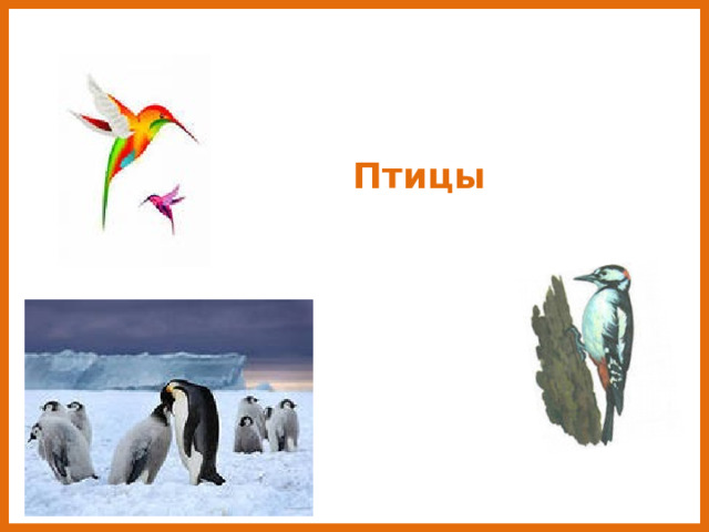  Птицы 