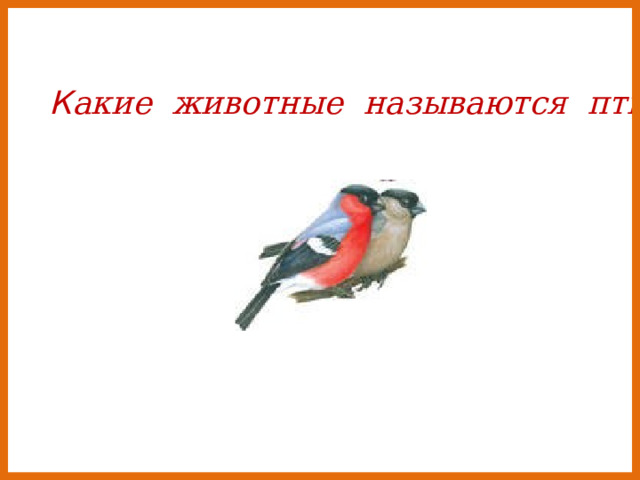 К акие животные называются птицами ? 