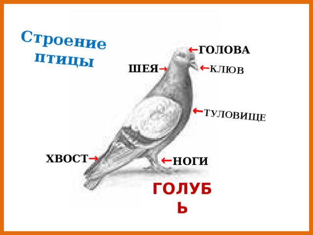 ← КЛЮВ ← ТУЛОВИЩЕ Строение птицы ← ГОЛОВА ШЕЯ → ХВОСТ → ← НОГИ ГОЛУБЬ 