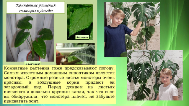 Комнатные растения тоже предсказывают погоду. Самым известным домашним синоптиком является монстера. Огромные резные листья монстеры очень красивы, а воздушные корни придают ей загадочный вид. Перед дождем на листьях появляются довольно крупные капли, так что если вы обнаружили, что монстера плачет, не забудьте прихватить зонт. 