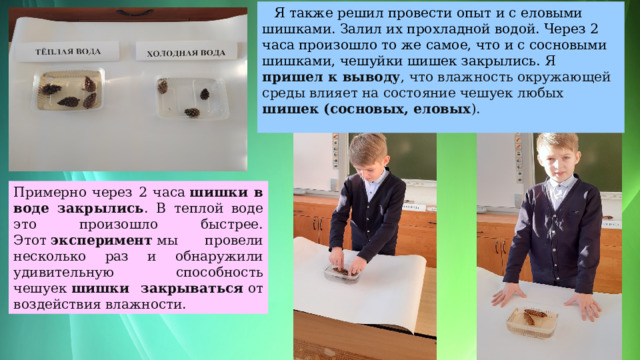 Я также решил провести опыт и с еловыми шишками. Залил их прохладной водой. Через 2 часа произошло то же самое, что и с сосновыми шишками, чешуйки шишек закрылись. Я пришел к выводу , что влажность окружающей среды влияет на состояние чешуек любых шишек (сосновых, еловых ).   Примерно через 2 часа  шишки в воде закрылись . В теплой воде это произошло быстрее. Этот  эксперимент  мы провели несколько раз и обнаружили удивительную способность чешуек  шишки закрываться  от воздействия влажности. 