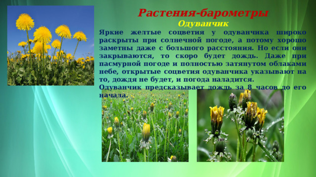 Растения-барометры Одуванчик Яркие желтые соцветия у одуванчика широко раскрыты при солнечной погоде, а потому хорошо заметны даже с большого расстояния. Но если они закрываются, то скоро будет дождь. Даже при пасмурной погоде и полностью затянутом облаками небе, открытые соцветия одуванчика указывают на то, дождя не будет, и погода наладится.  Одуванчик предсказывает дождь за 8 часов до его начала.  