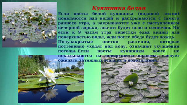   Кувшинка белая  Если цветы белой кувшинка (водяной лилии) появляются над водой и раскрываются с самого раннего утра, а закрываются уже с наступлением вечерней зорьки, значит будет ясно и солнечно. Но если к 9 часам утра лепестки едва видны над поверхностью воды, жди после обеда будет дождь.  Полузакрытые цветки растения, которые постепенно уходят под воду, означают ухудшения погоды. Если цветы кувшинки вовсе не показываются на поверхности водоема, следует ожидать затяжных осадков и похолодания.  