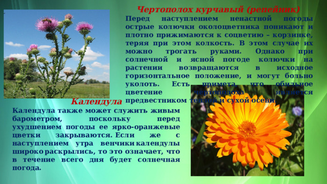 Чертополох курчавый (репейник)  Перед наступлением ненастной погоды острые колючки околоцветника поникают и плотно прижимаются к соцветию – корзинке, теряя при этом колкость. В этом случае их можно трогать руками. Однако при солнечной и ясной погоде колючки на растении возвращаются в исходное горизонтальное положение, и могут больно уколоть. Есть примета, что обильное цветение чертополоха является предвестником теплой и сухой осени.  Календула Календула также может служить живым барометром, поскольку перед ухудшением погоды ее ярко-оранжевые цветки закрываются. Если же с наступлением утра венчики календулы широко раскрылись, то это означает, что в течение всего дня будет солнечная погода.  
