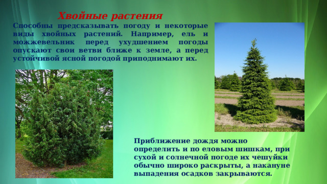   Хвойные растения  Способны предсказывать погоду и некоторые виды хвойных растений. Например, ель и можжевельник перед ухудшением погоды опускают свои ветви ближе к земле, а перед устойчивой ясной погодой приподнимают их.  Приближение дождя можно определить и по еловым шишкам, при сухой и солнечной погоде их чешуйки обычно широко раскрыты, а накануне выпадения осадков закрываются.  