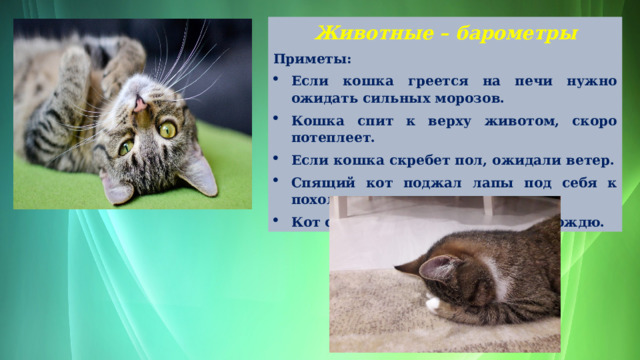 Животные – барометры Приметы: Если кошка греется на печи нужно ожидать сильных морозов. Кошка спит к верху животом, скоро потеплеет. Если кошка скребет пол, ожидали ветер. Спящий кот поджал лапы под себя к похолоданию. Кот спинку греет это к скорому дождю. 