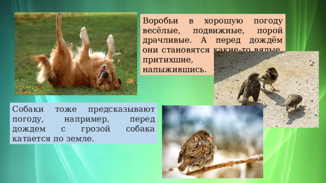 Воробьи в хорошую погоду весёлые, подвижные, порой драчливые. А перед дождём они становятся какие-то вялые, притихшие, сидят напыжившись.  Собаки тоже предсказывают погоду, например, перед дождем с грозой собака катается по земле. 