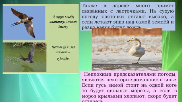Также в народе много примет связанных с ласточками: На сухую погоду ласточки летают высоко, а если летают вниз над самой землёй и резко вверх будет дождь.  Неплохими предсказателями погоды, являются некоторые домашние птицы: Если гусь зимой стоит на одной ноге то будут сильные морозы, а если в мороз крыльями хлопают, скоро будет оттепель. 