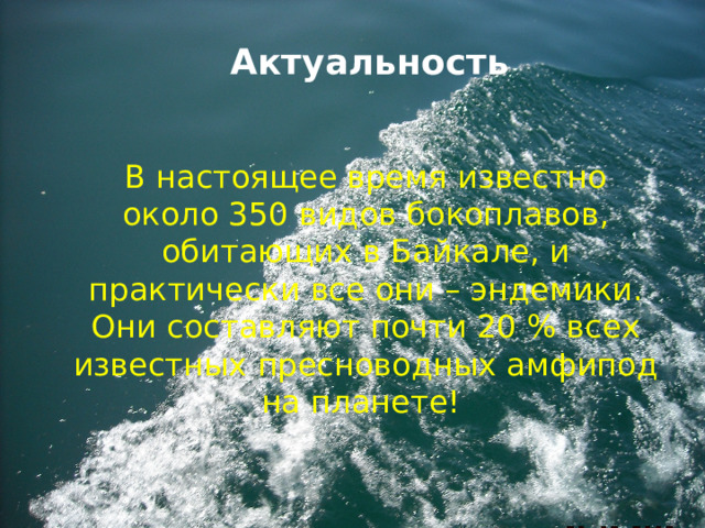 Актуальность В настоящее время известно около 350 видов бокоплавов, обитающих в Байкале, и практически все они – эндемики. Они составляют почти 20 % всех известных пресноводных амфипод на планете! 