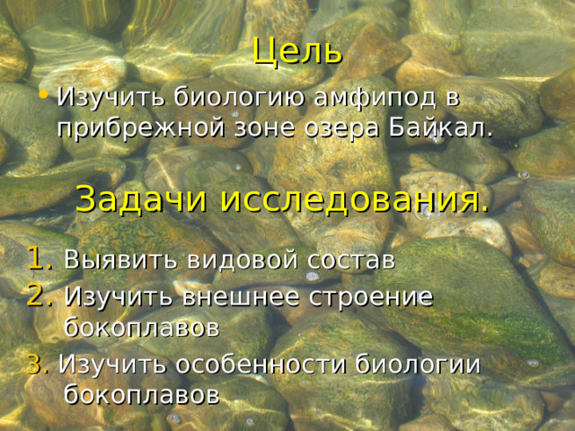 Цель Цель Изучить биологию амфипод в прибрежной зоне озера Байкал. Задачи исследования. Выявить видовой состав Изучить внешнее строение бокоплавов 3. Изучить особенности биологии бокоплавов 