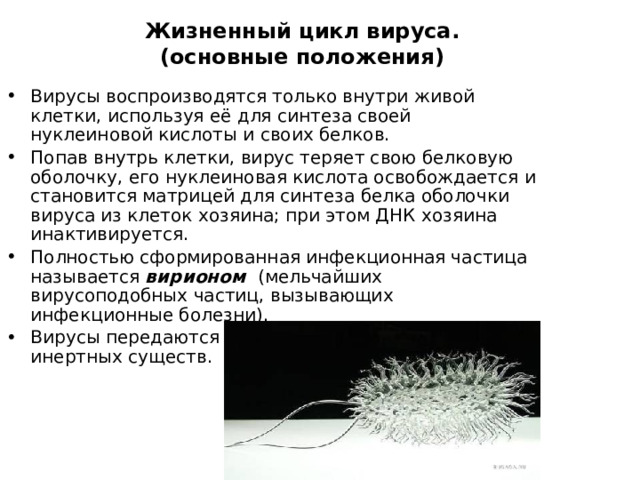 Жизненный цикл вируса.  (основные положения) Вирусы воспроизводятся только внутри живой клетки, используя её для синтеза своей нуклеиновой кислоты и своих белков. Попав внутрь клетки, вирус теряет свою белковую оболочку, его нуклеиновая кислота освобождается и становится матрицей для синтеза белка оболочки вируса из клеток хозяина; при этом ДНК хозяина инактивируется. Полностью сформированная инфекционная частица называется вирионом (мельчайших вирусоподобных частиц, вызывающих инфекционные болезни). Вирусы передаются из клетки в клетку в виде инертных существ. 