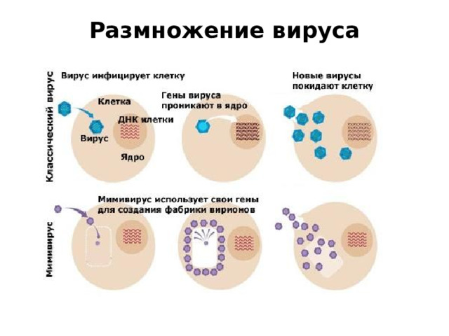Размножение вируса 