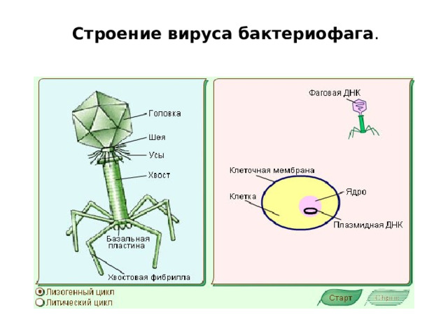 Строение вируса бактериофага .   