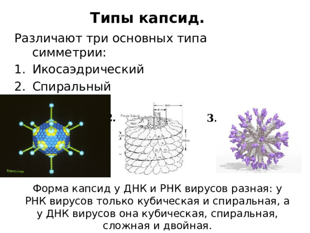 Типы капсид. Различают три основных типа симметрии: Икосаэдрический Спиральный Сложный 1. 2. 3. Форма капсид у ДНК и РНК вирусов разная: у РНК вирусов только кубическая и спиральная, а у ДНК вирусов она кубическая, спиральная, сложная и двойная.  