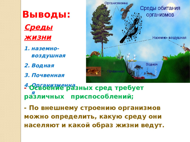 Выводы: Среды жизни наземно-воздушная Водная Почвенная Организменная - Освоение разных сред требует различных приспособлений; - По внешнему строению организмов можно определить, какую среду они населяют и какой образ жизни ведут. 